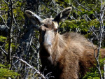 En eindelijk onze eerste moose in beeld